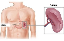 Normal Dalak Boyutu Nedir ve Kaç Olmalıdır?