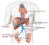 Dalak Nerede Özellikleri ve Faydaları Nelerdir?