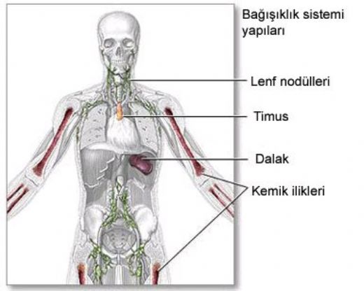 Dalak Vcudun Neresinde